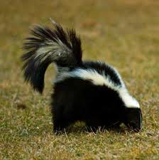 Love Stinks — At Least It Does For Skunks This Time of Year ...